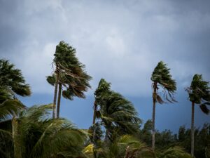 Image of palm trees blowing in a tropical storm- Watch Vs. Warning: Understanding Forecasts and Weather Awareness Tips blog featured image