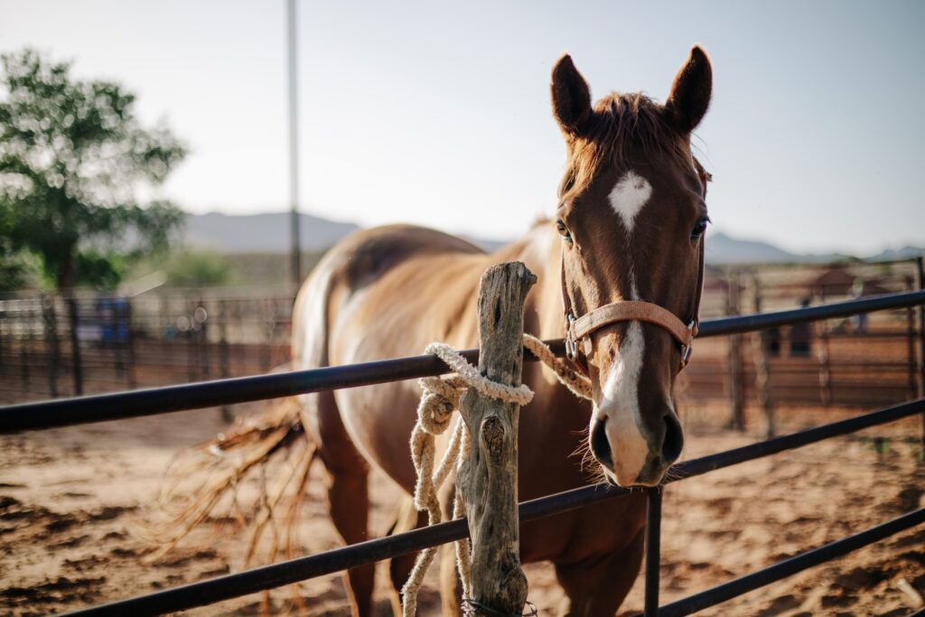 A horse in a pasture- Equine Insurance blog featured image